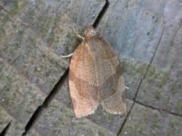 Dosp�l� obale� ovocn�