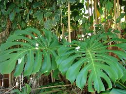 Odkud poch�z� monstera