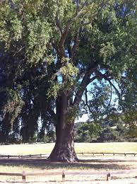 Okoli�natka kalifornsk�