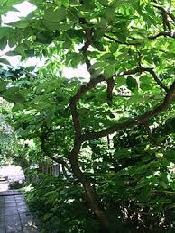 Okrasn� zahrady Lys� nad Labem