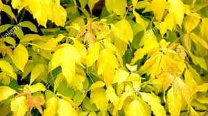 Okrasn� javor jasanolist� (Acer negundo), kultivar 'Odessanum'