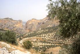 Olivovn�ky ve �pan�lsku