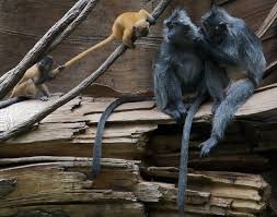 Oran�ov� opice Trachypithecus cristatus