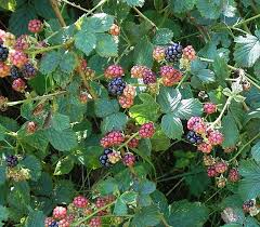 Ostru�in�k k�ovit�