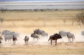 Pak�� ��han� modr�