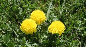 Pampeli�ka l�ka�sk�