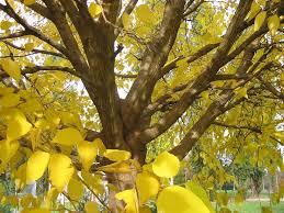 Pap�rovn�k ��nsk�