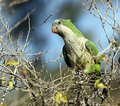 Papou�ek mni��