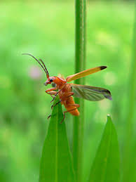 P�te���ek �lut�