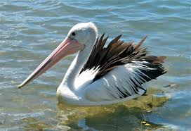 Pelik�n australsk�