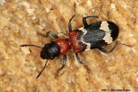 Pestrokrove�n�k mraven��