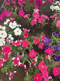 R�zn� kultivary pet�nie