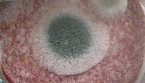 Pl�se� na sal�mu