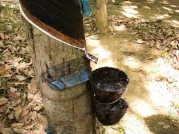 P��rodn� kau�uk