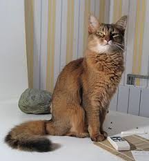 Pro� ko�ka �kr�be n�bytek