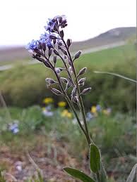 Pomn�nka �zkolist�