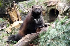 Rosom�k sibi�sk�