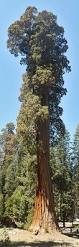 Sekvojovec obrovsk� (mamut� strom)