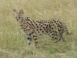Serval stepn�