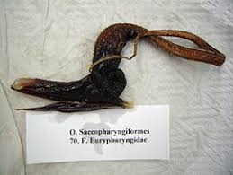 ��rotlamka pelik�novit�