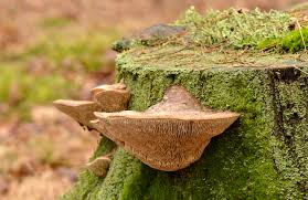 S��kovec dubov�