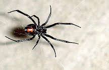 Snova�ka jedovat�