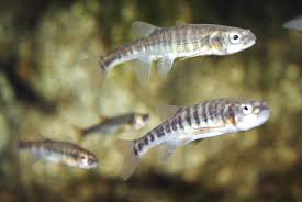 St�evle poto�n�