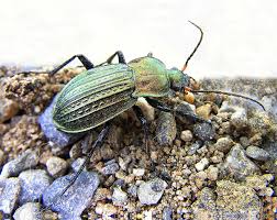 St�evl�k m�d�n�