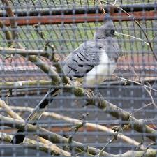 Turako b�lob�ich�