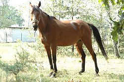 Velkopolsk� k��