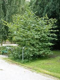 Vil�n japonsk� (Hamamelis japonica)