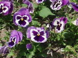 Mace�ka viola wittrockiana