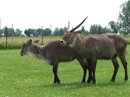 Vodu�ka jelenovit�