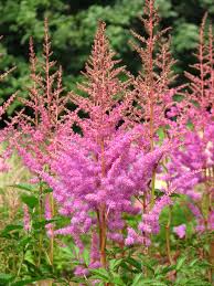 Vysok� trvalky Astilbe Amethyst