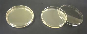 �elatina agar