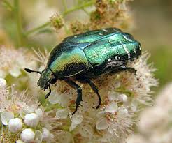 Zlatohl�vek zlat� (Cetonia aurata)