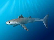 �ralok Cladoselache fyleri